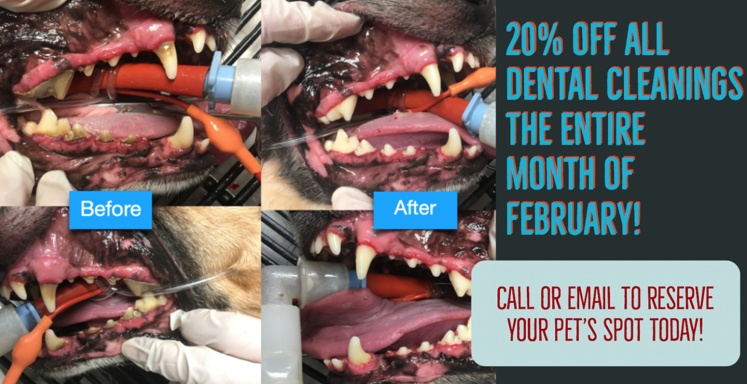 Tallahassee FL Animal Hospital Animal Medical Clinic